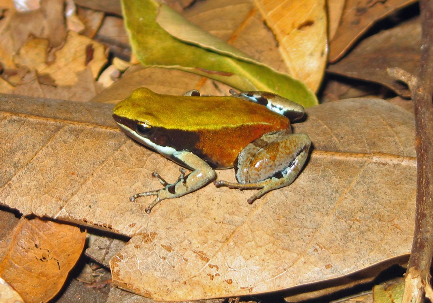 Mantella viridis